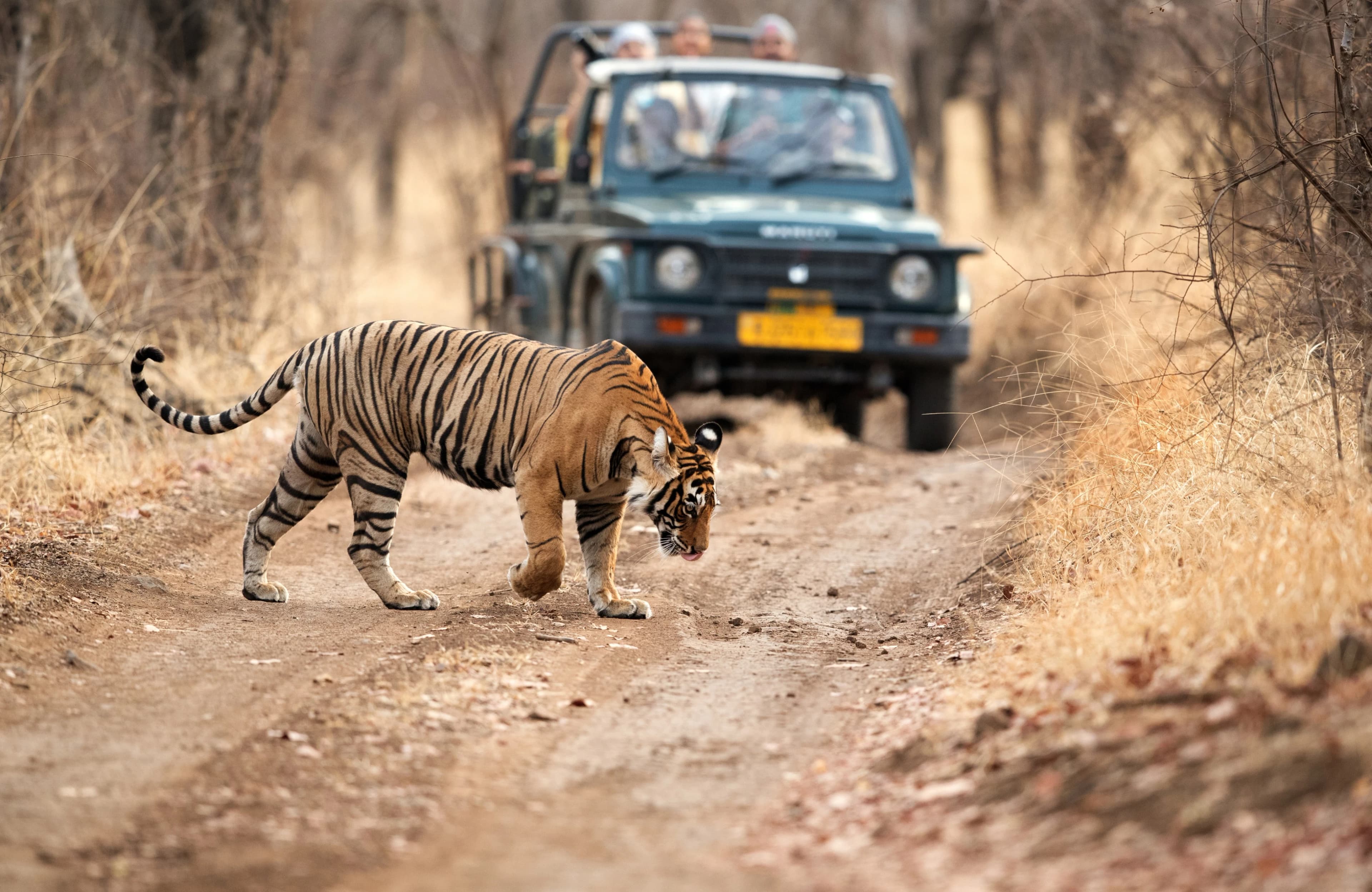 Luxury Ranthambore Tour