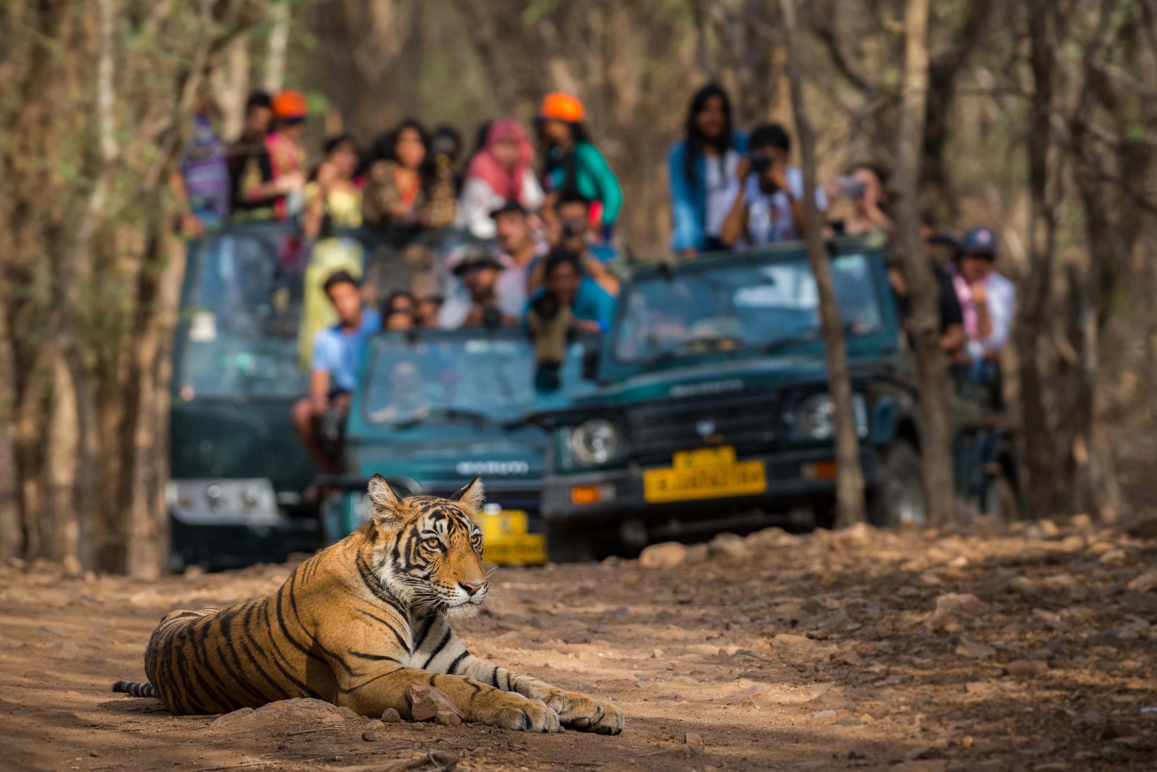 Wildlife Tour