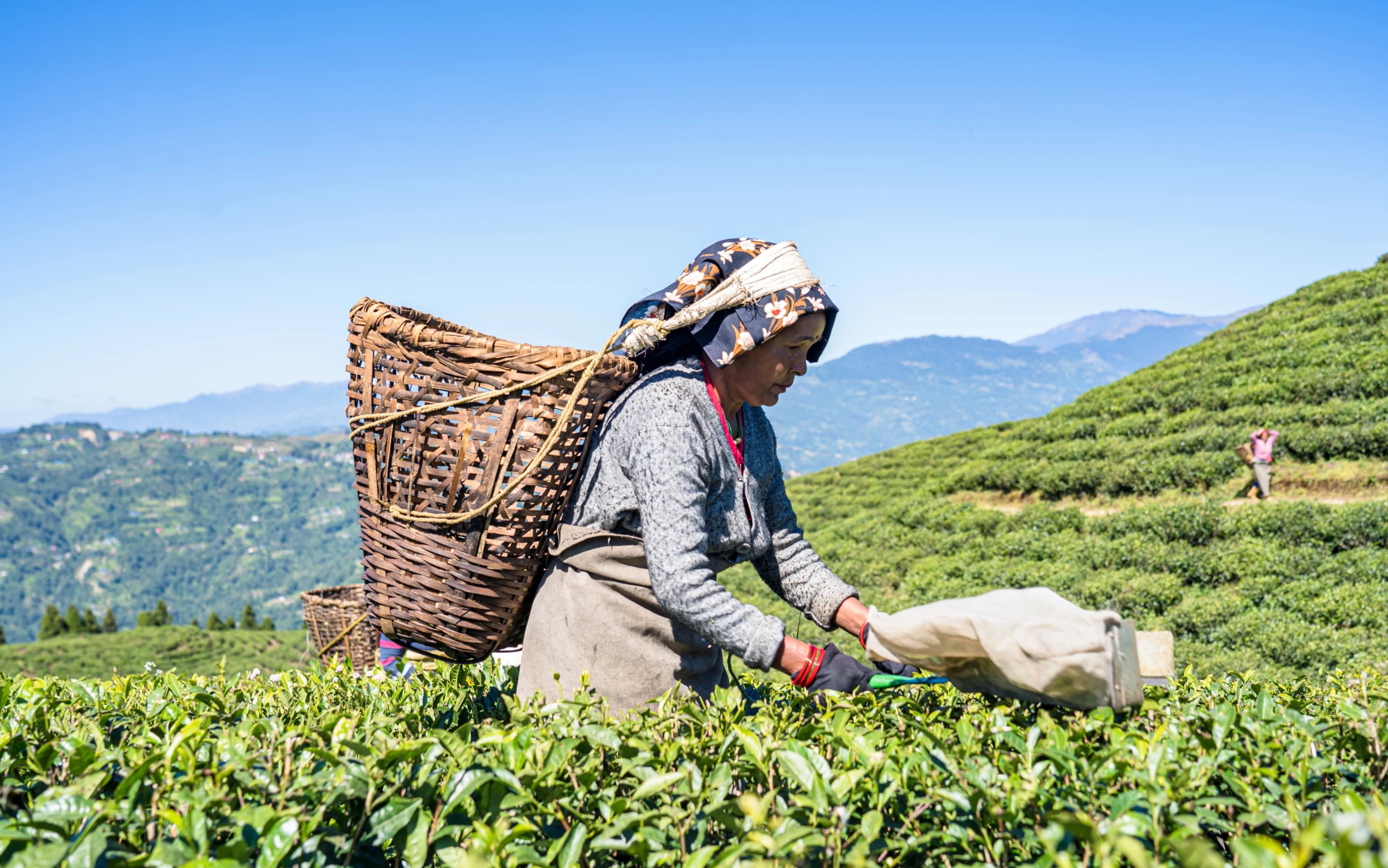 Tea Garden