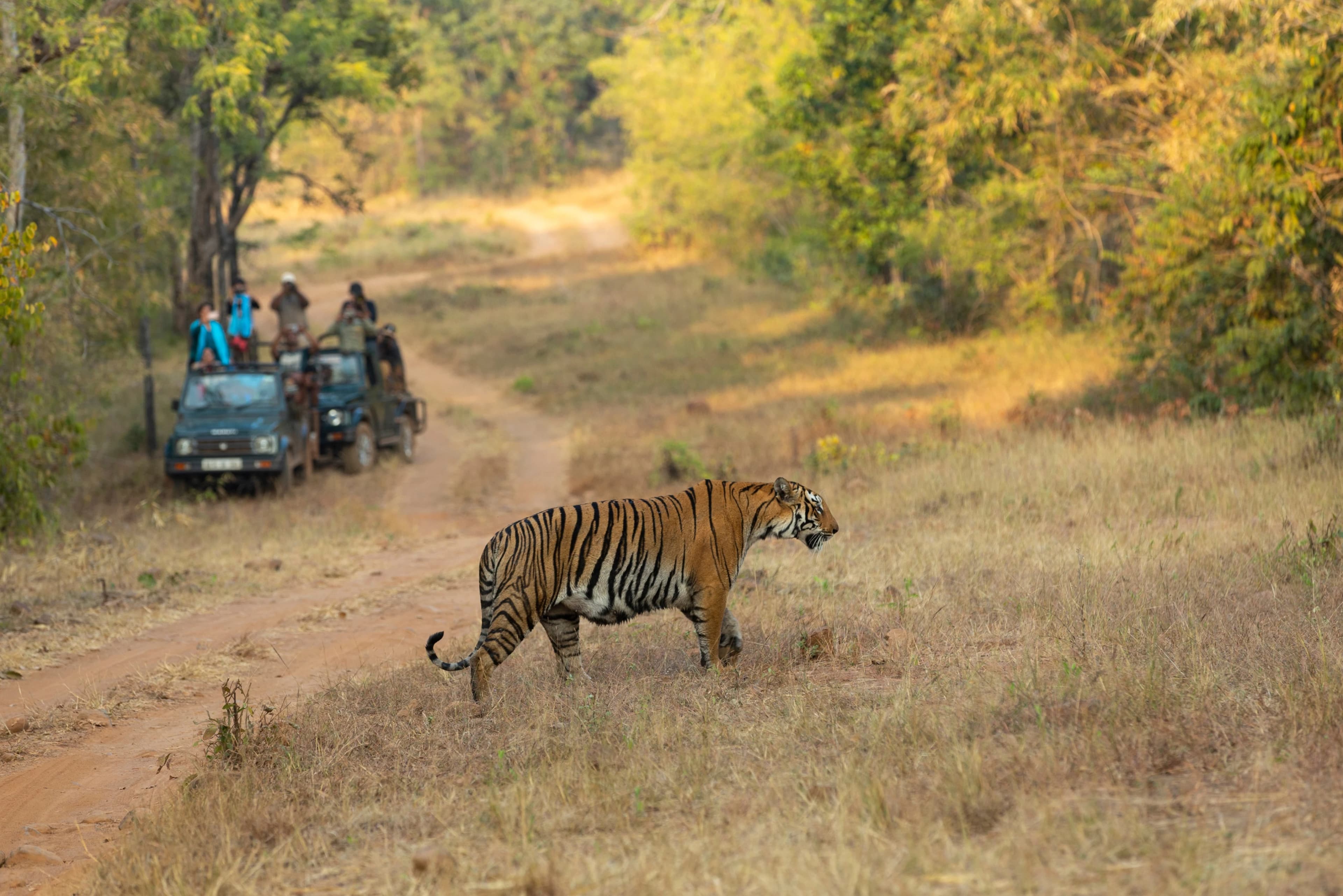 Wildlife