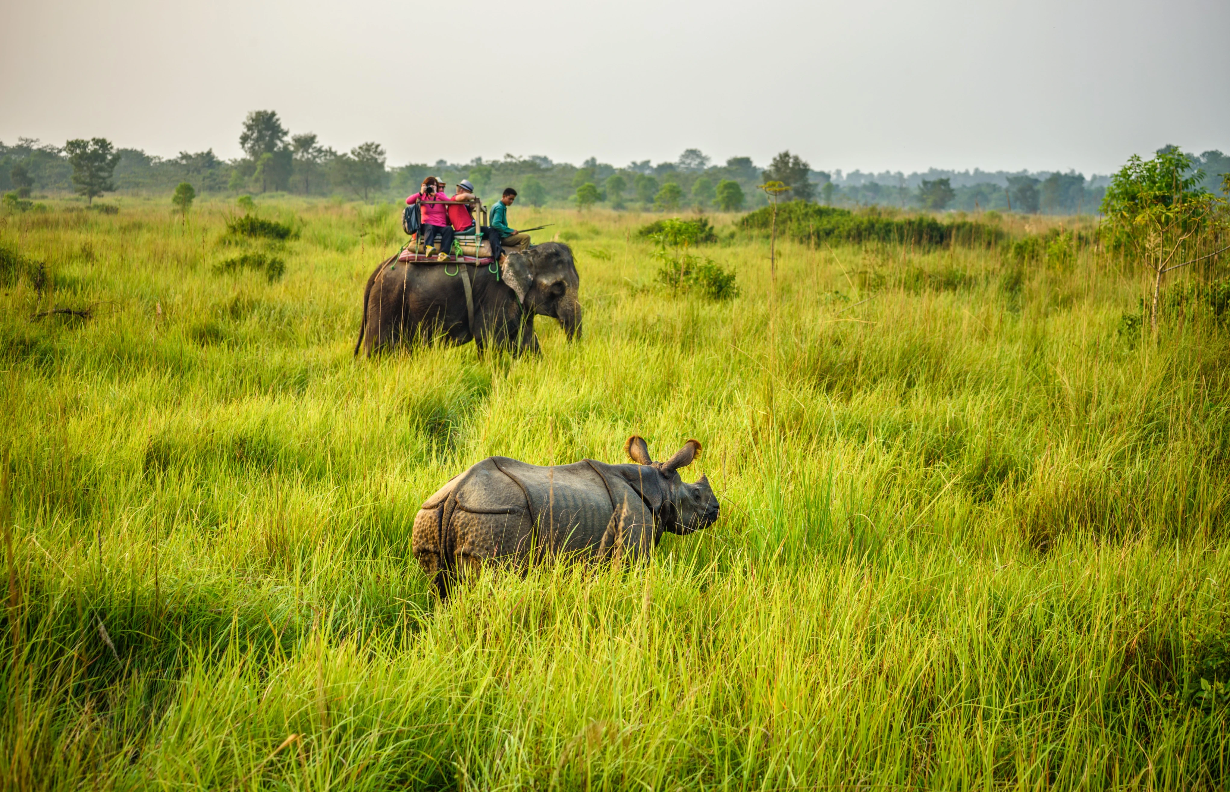 India B2B Wildlife Tours and Wildlife Travel Company in India