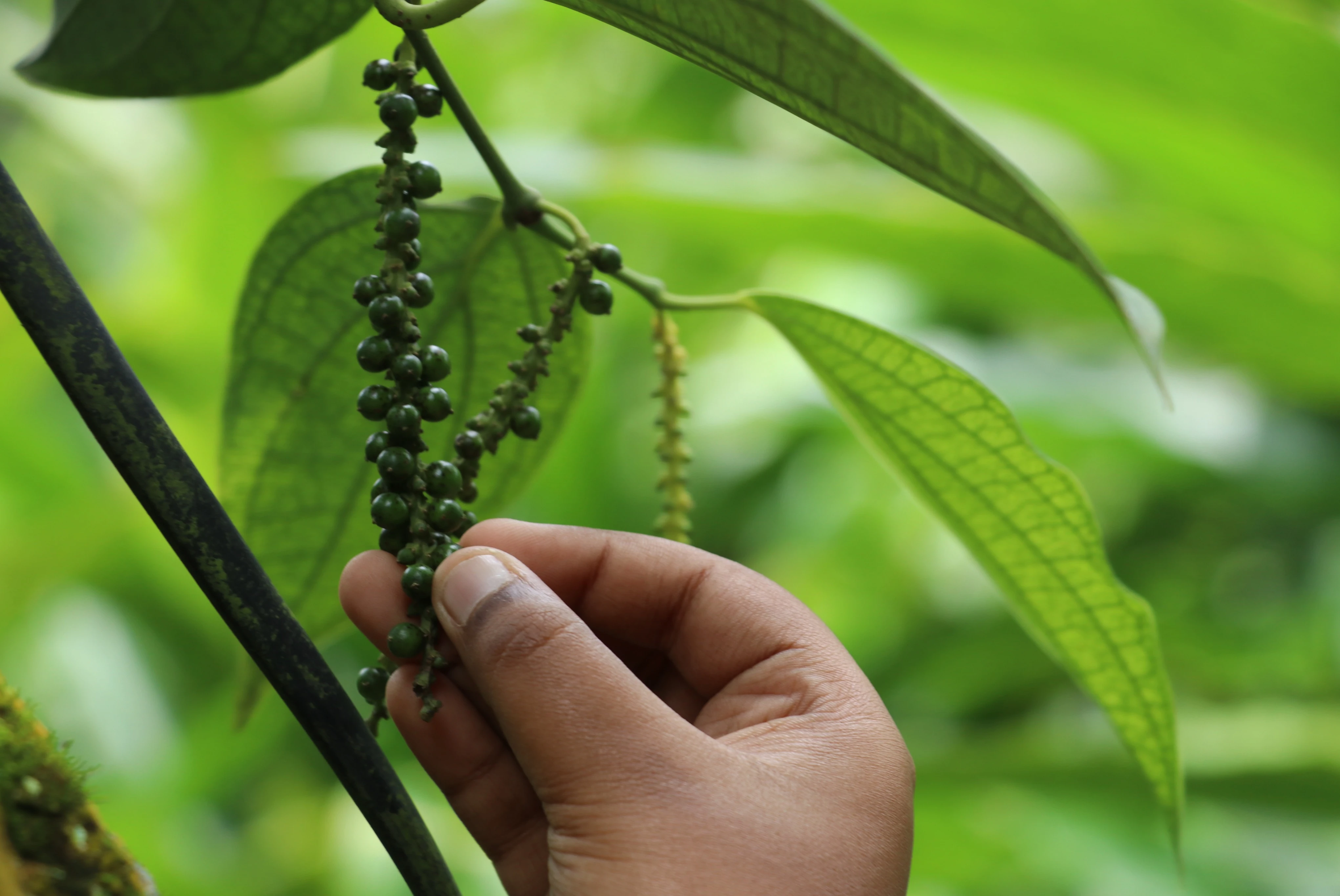 Spice Plantation Visit