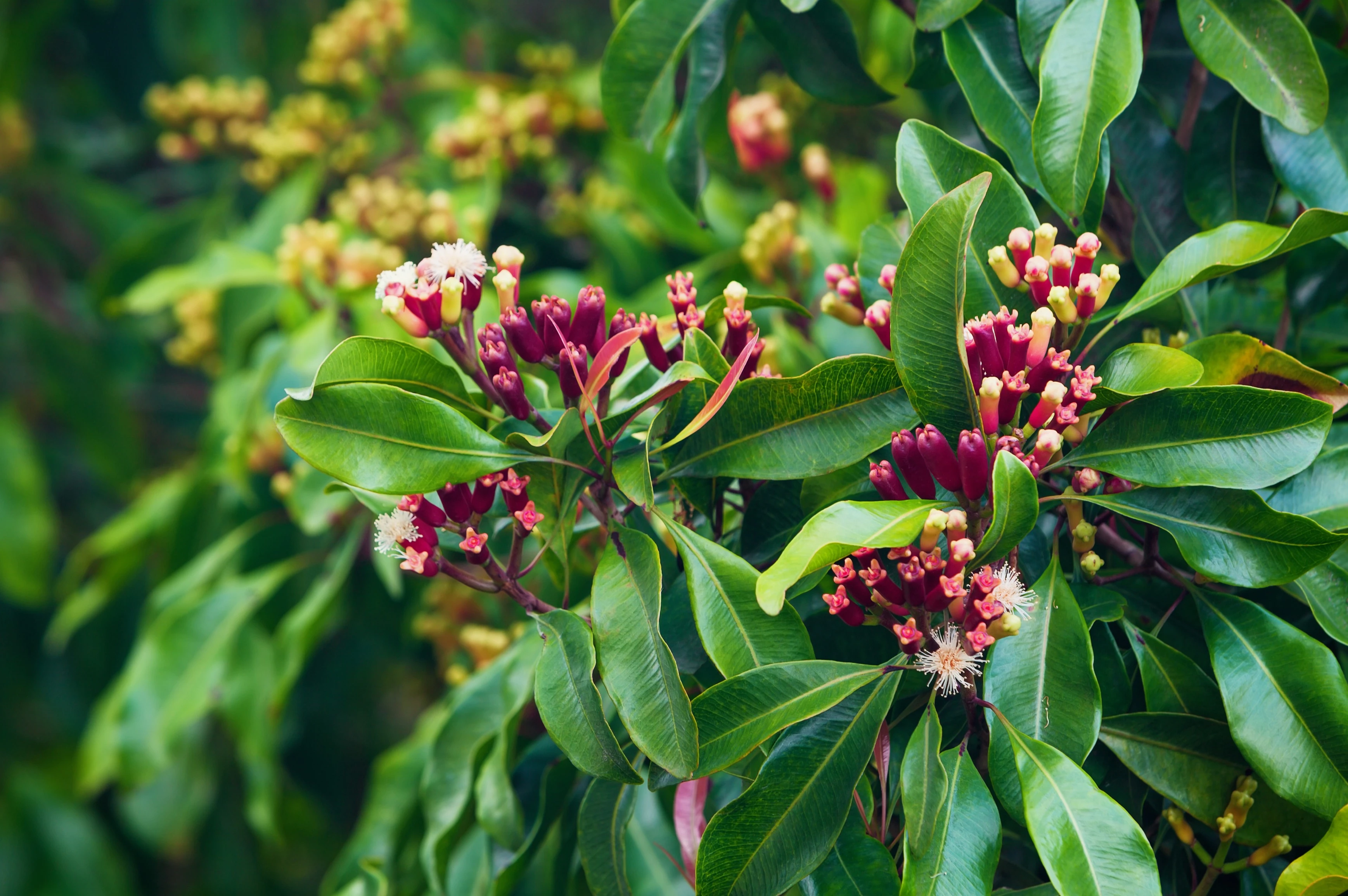 Spice Plantation Visit