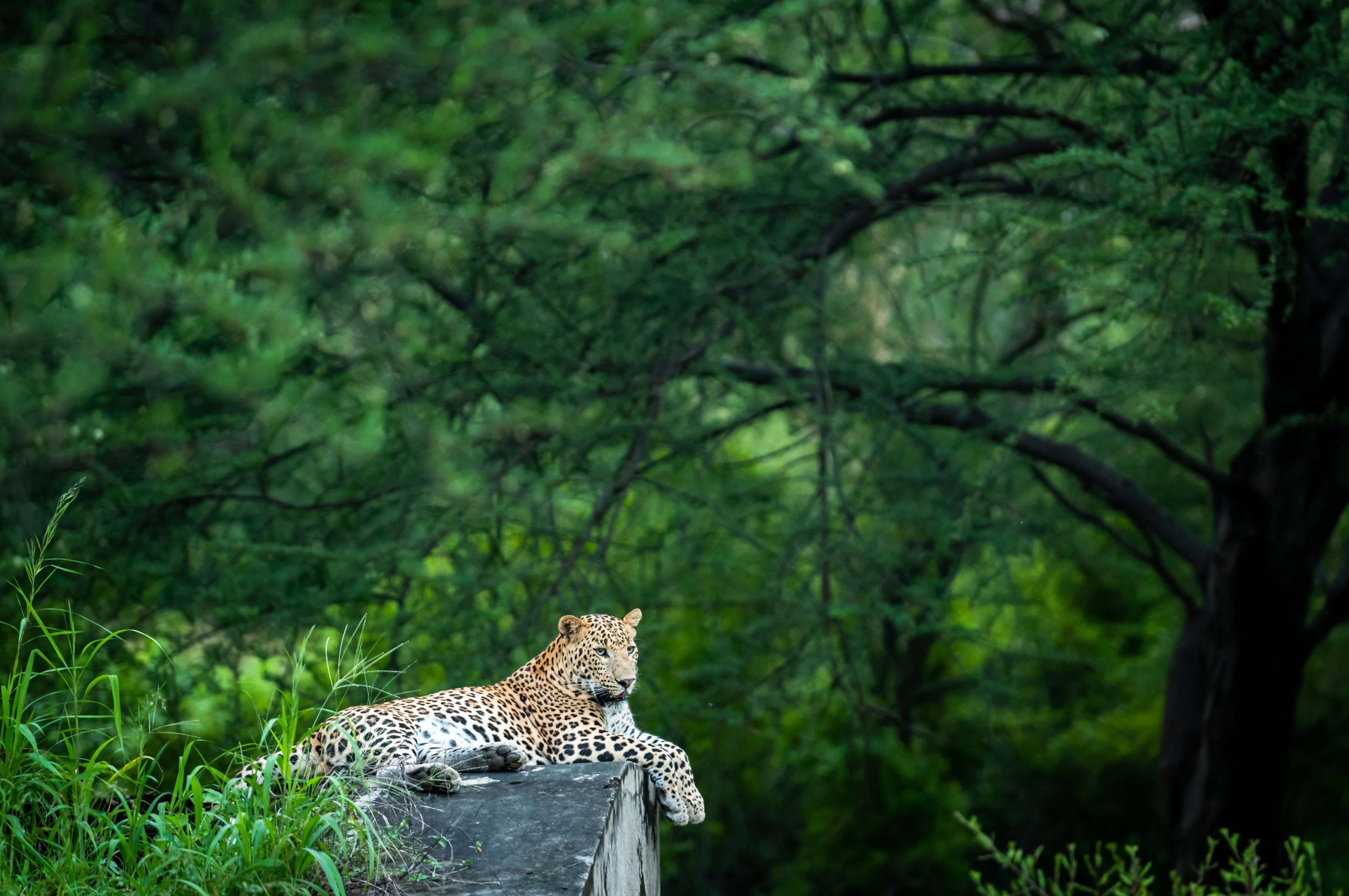 Wildlife