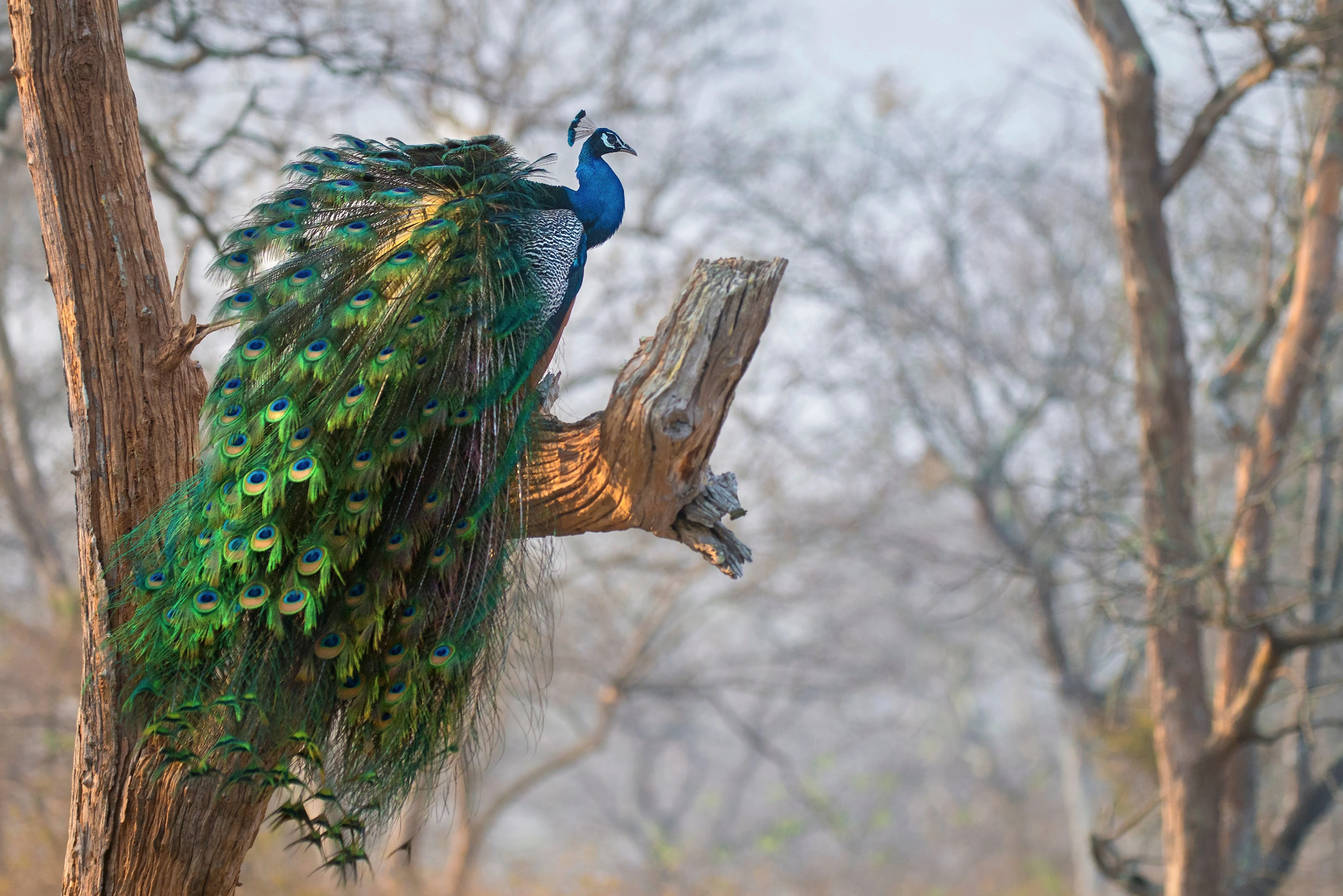 Bird Watching