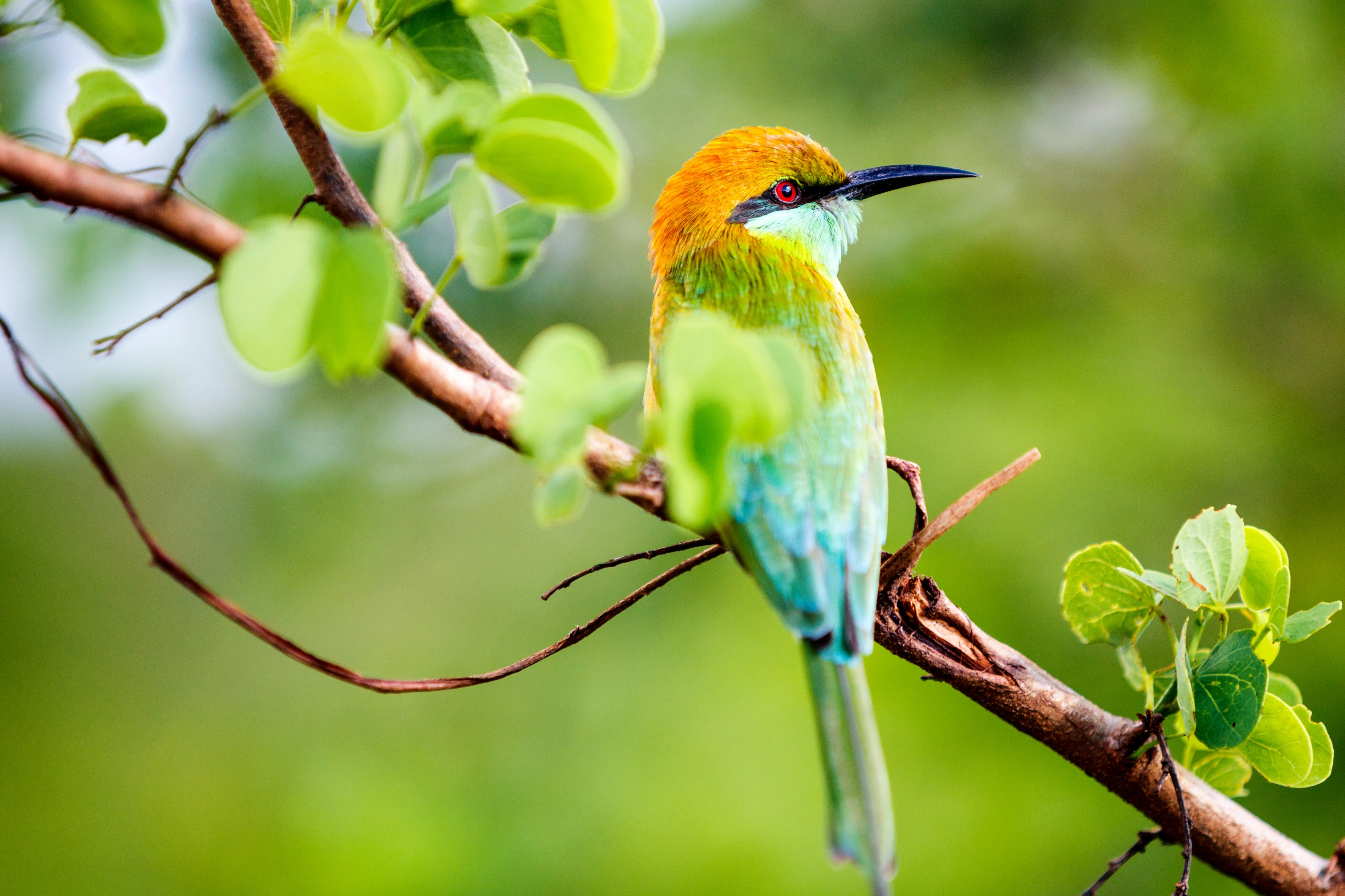 Bird Watching