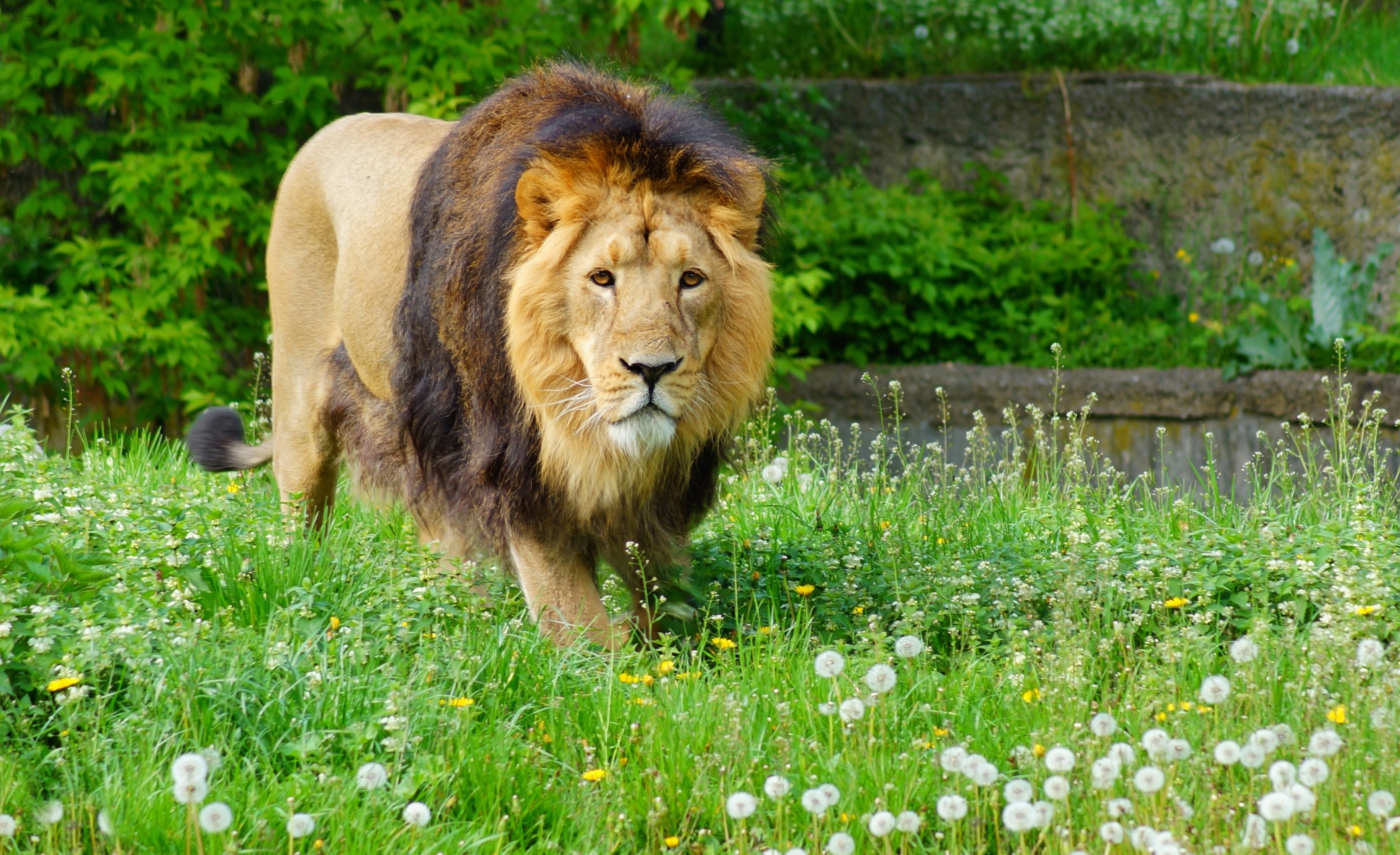 India B2B Wildlife Tours and Wildlife Travel Company in India